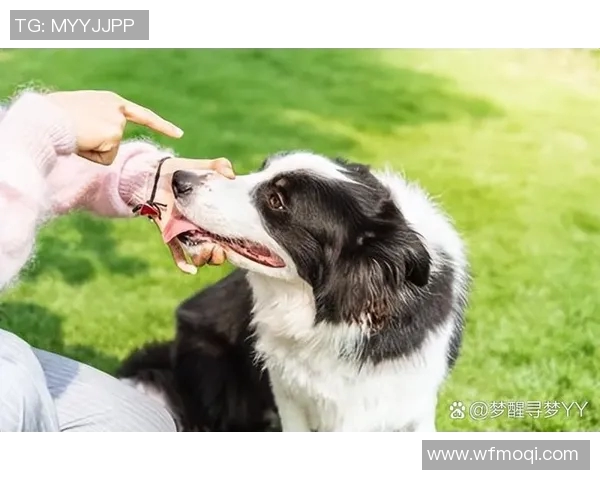 狗狗篮球明星的精彩瞬间与训练秘籍分享